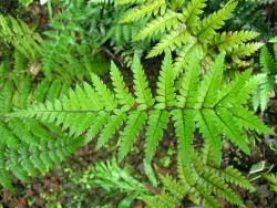 Polystichum neozelandicum. Adaxial surface of mature 2-pinnate frond.
 Image: L.R. Perrie © Leon Perrie CC BY-NC 3.0 NZ